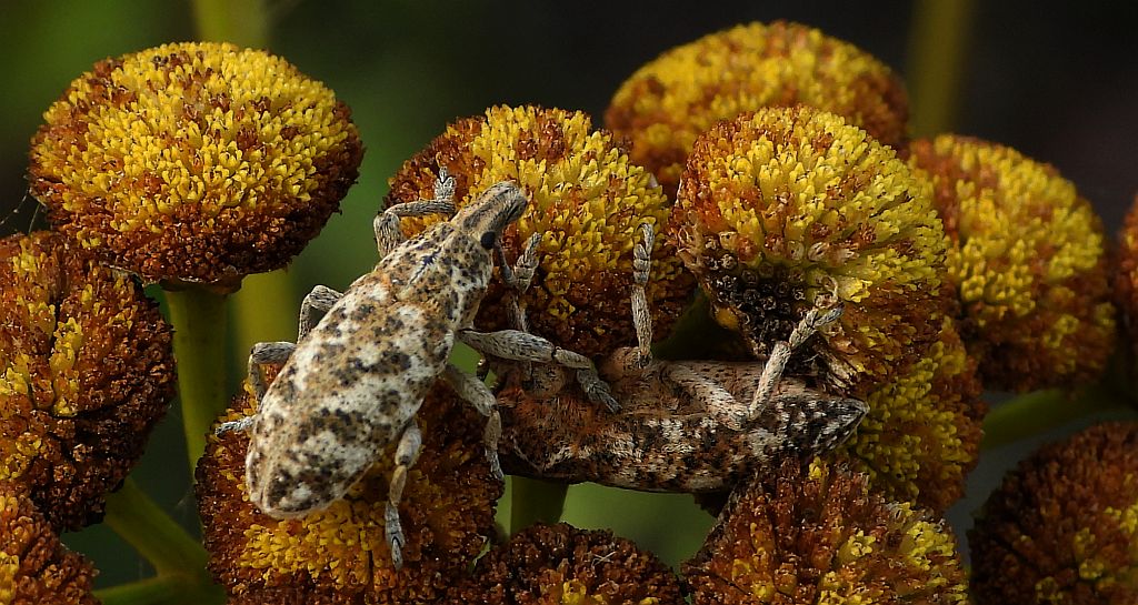 Ryjkowiec korzeniowy (Cyphocleonus achates)