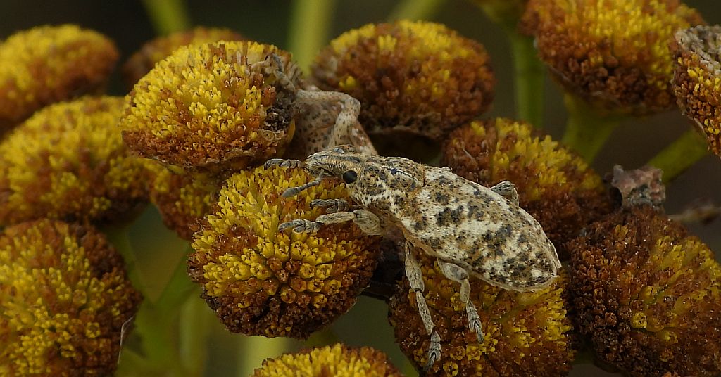 Ryjkowiec korzeniowy (Cyphocleonus achates)