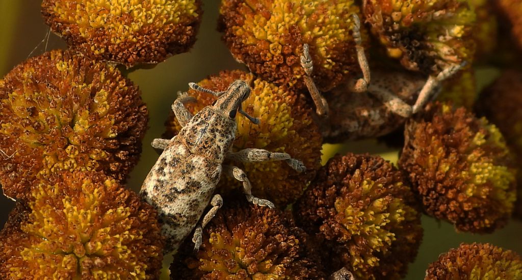 Ryjkowiec korzeniowy (Cyphocleonus achates)