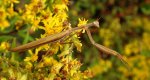 Modliszka zwyczajna (Mantis religiosa)
