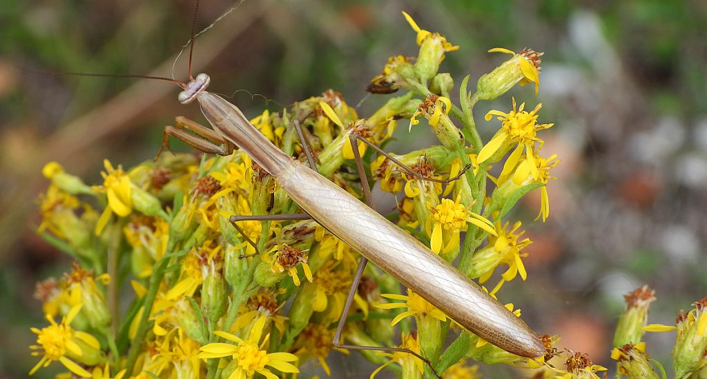 Modliszka zwyczajna (Mantis religiosa)