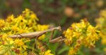 Modliszka zwyczajna (Mantis religiosa)