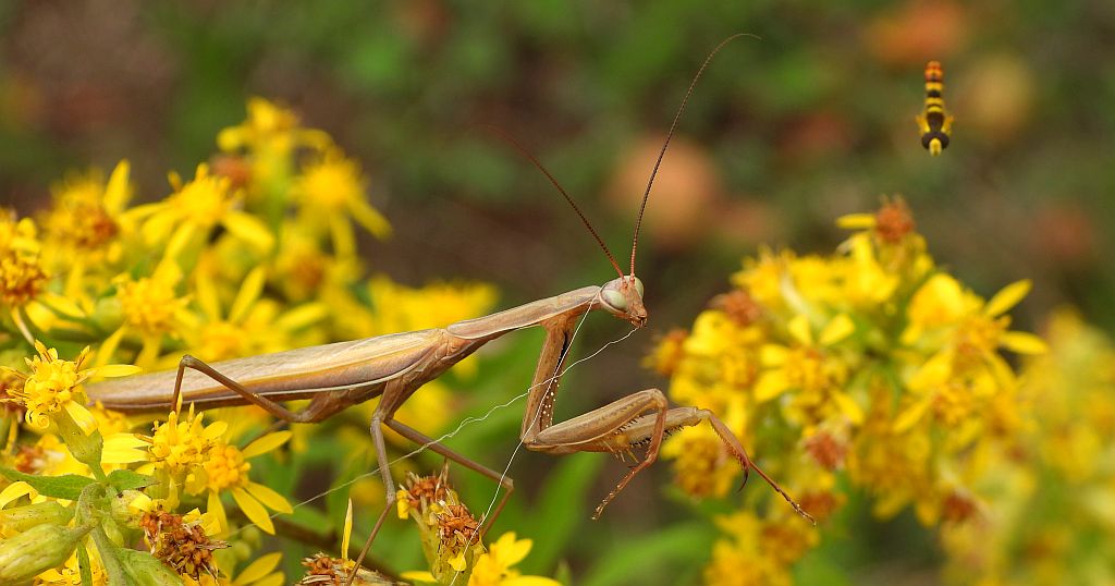 Modliszka zwyczajna (Mantis religiosa)