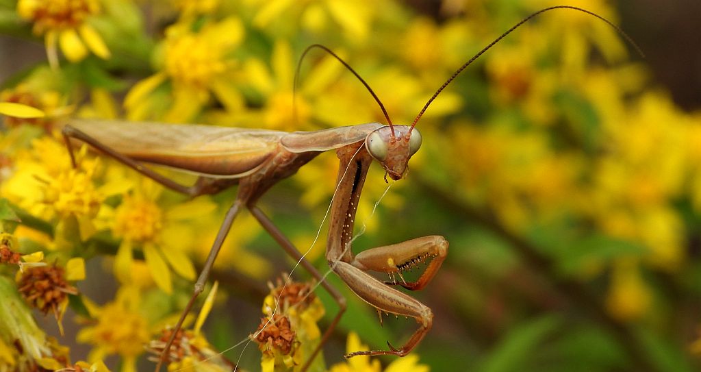 Modliszka zwyczajna (Mantis religiosa)