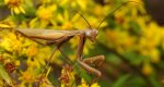 Modliszka zwyczajna (Mantis religiosa)