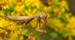 Modliszka zwyczajna (Mantis religiosa)