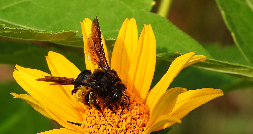 Pszczolinka brunetka (Andrena pilipes)