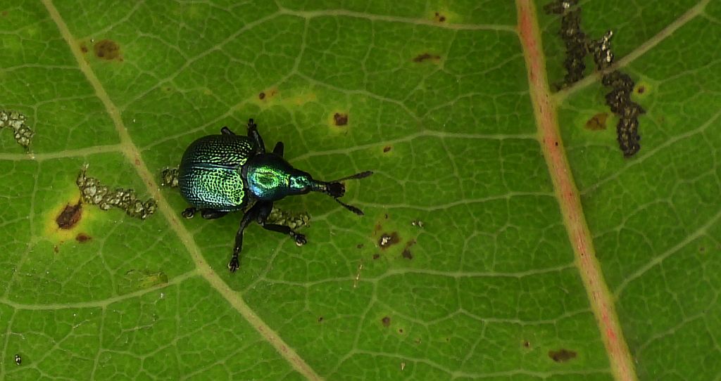 Tutkarz cygarowiec (Byctiscus betulae)