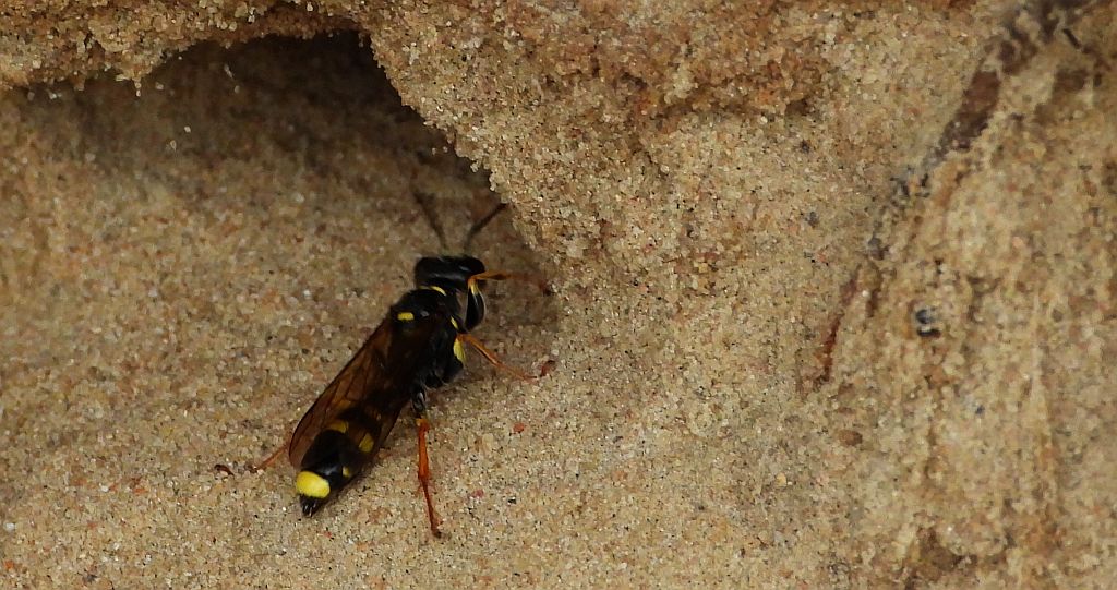 Miodwa łąkowa (Mellinus arvensis)