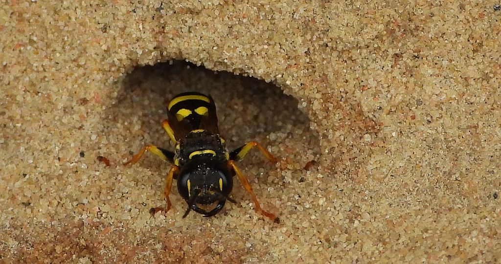 Miodwa łąkowa (Mellinus arvensis)