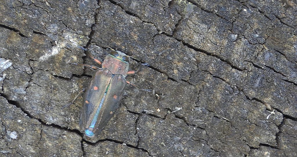 Zrąbień dębowiec (Chrysobothris affinis)