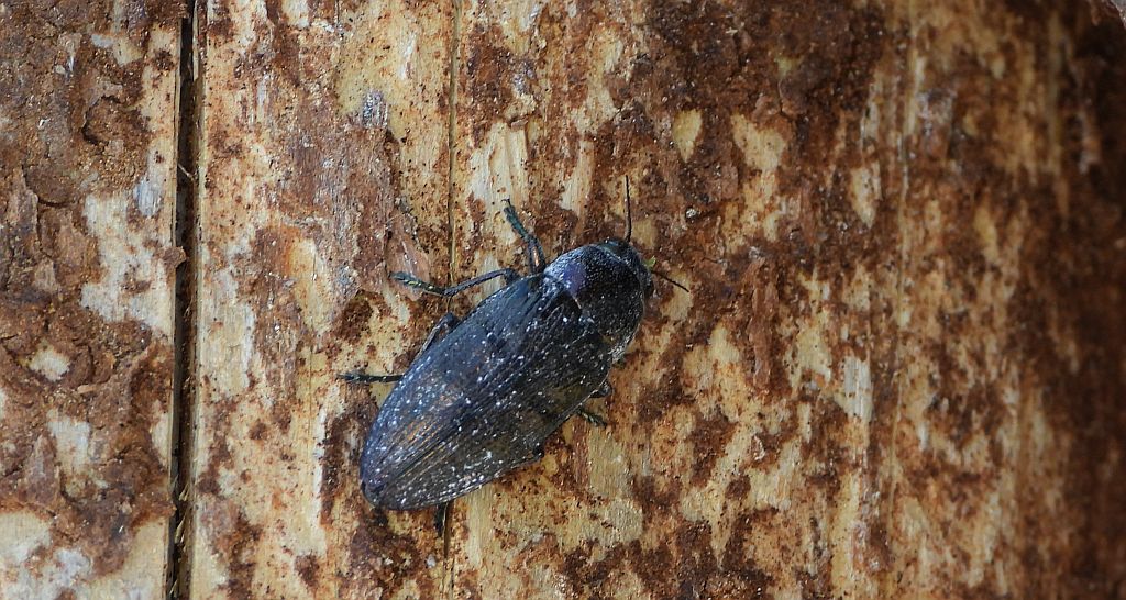 Bogatek - Buprestis haemorrhoidalis