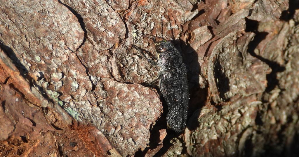 Bogatek - Buprestis haemorrhoidalis