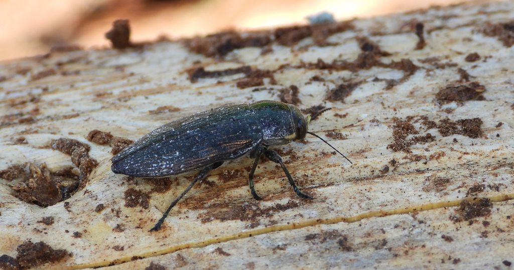 Bogatek - Buprestis haemorrhoidalis