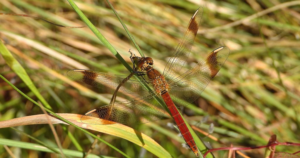 Szablak przepasany, szablak przewiązany, szablak górski (Sympetrum pedemontanum)