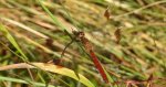 Szablak przepasany, szablak przewiązany, szablak górski (Sympetrum pedemontanum)