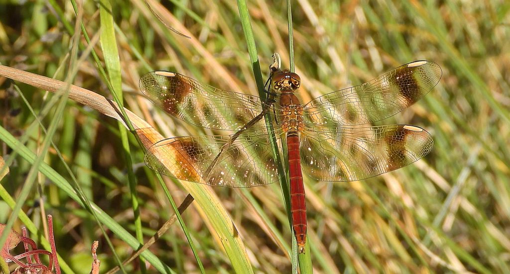 Szablak przepasany, szablak przewiązany, szablak górski (Sympetrum pedemontanum)