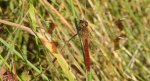 Szablak przepasany, szablak przewiązany, szablak górski (Sympetrum pedemontanum)