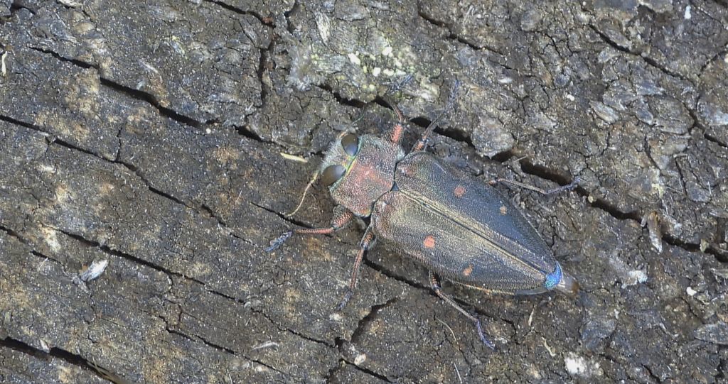 Zrąbień dębowiec (Chrysobothris affinis)