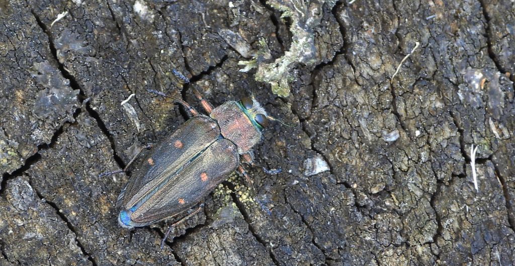 Zrąbień dębowiec (Chrysobothris affinis)