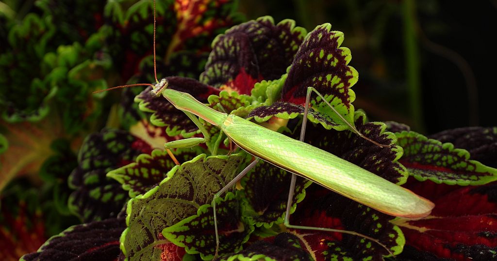 Modliszka zwyczajna (Mantis religiosa)