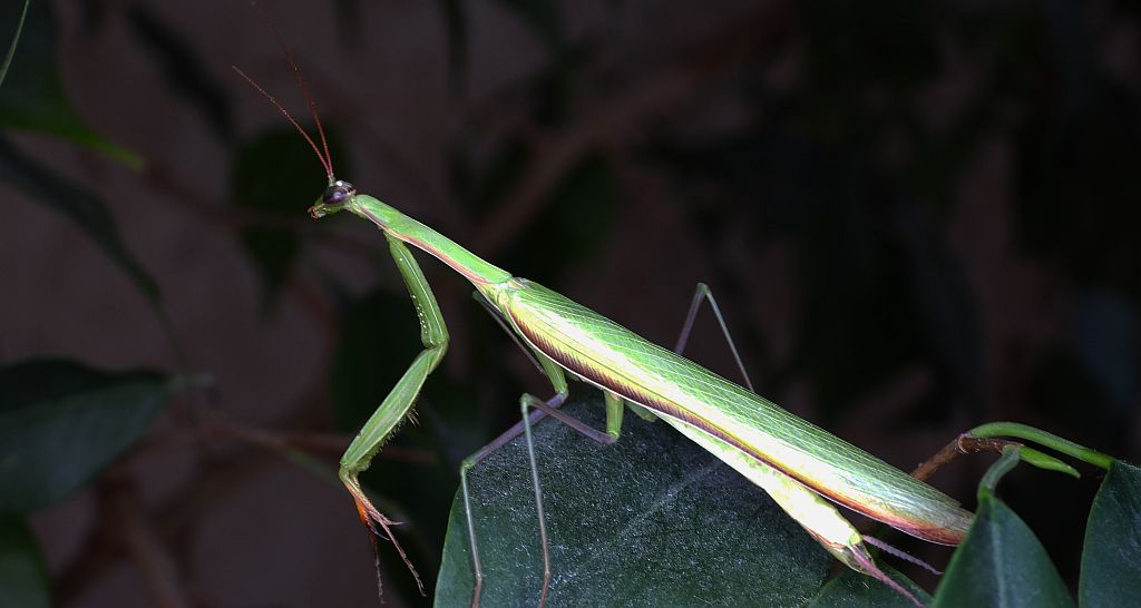 Modliszka zwyczajna (Mantis religiosa)