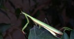 Modliszka zwyczajna (Mantis religiosa)