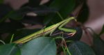 Modliszka zwyczajna (Mantis religiosa)