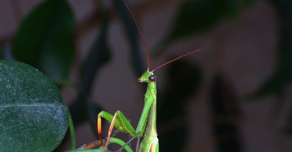 Modliszka zwyczajna (Mantis religiosa)