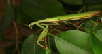 Modliszka zwyczajna (Mantis religiosa)