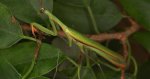 Modliszka zwyczajna (Mantis religiosa)