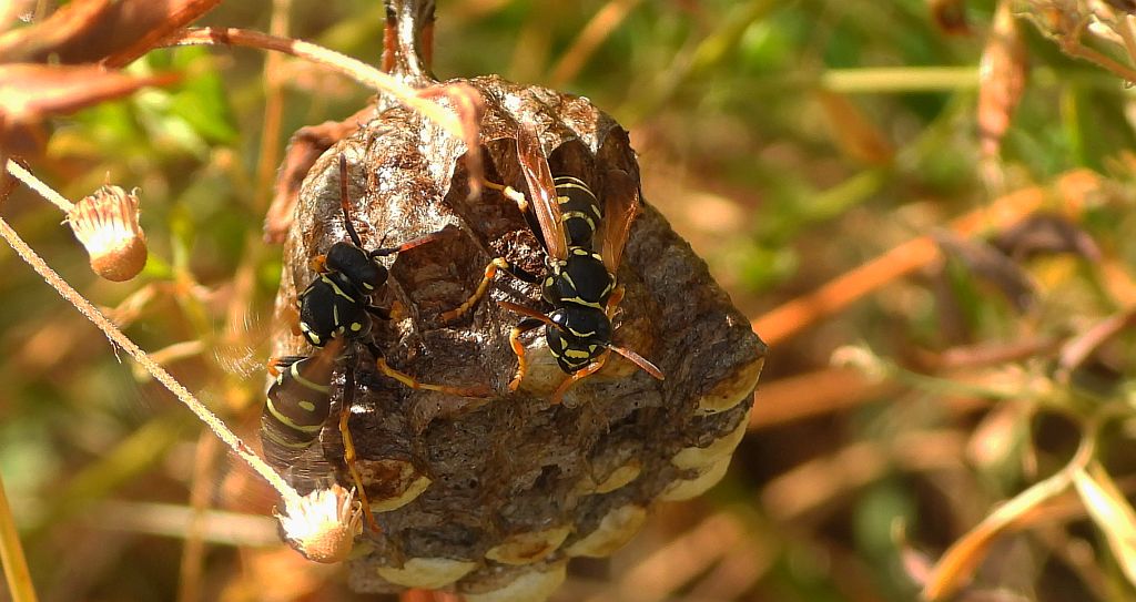 Klecanka polna (Polistes nimpha)