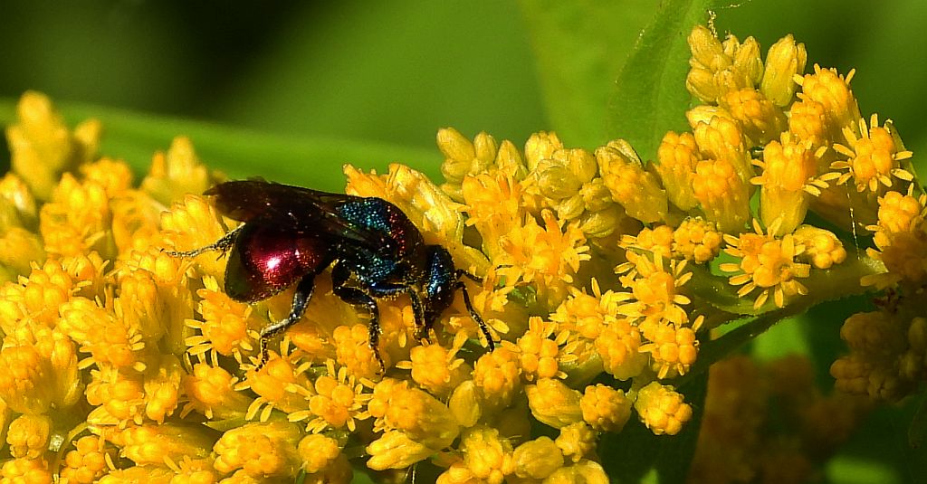 Powabnica piaskowa (Hedychrum nobile)