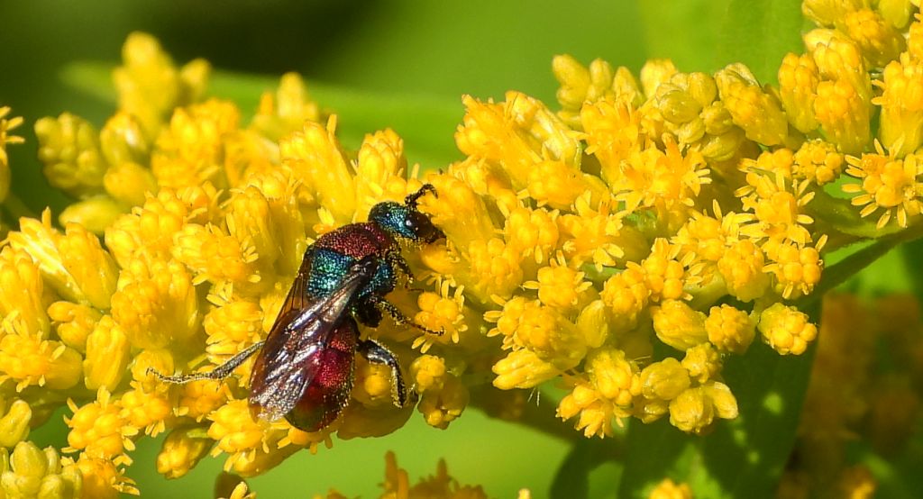 Powabnica piaskowa (Hedychrum nobile)