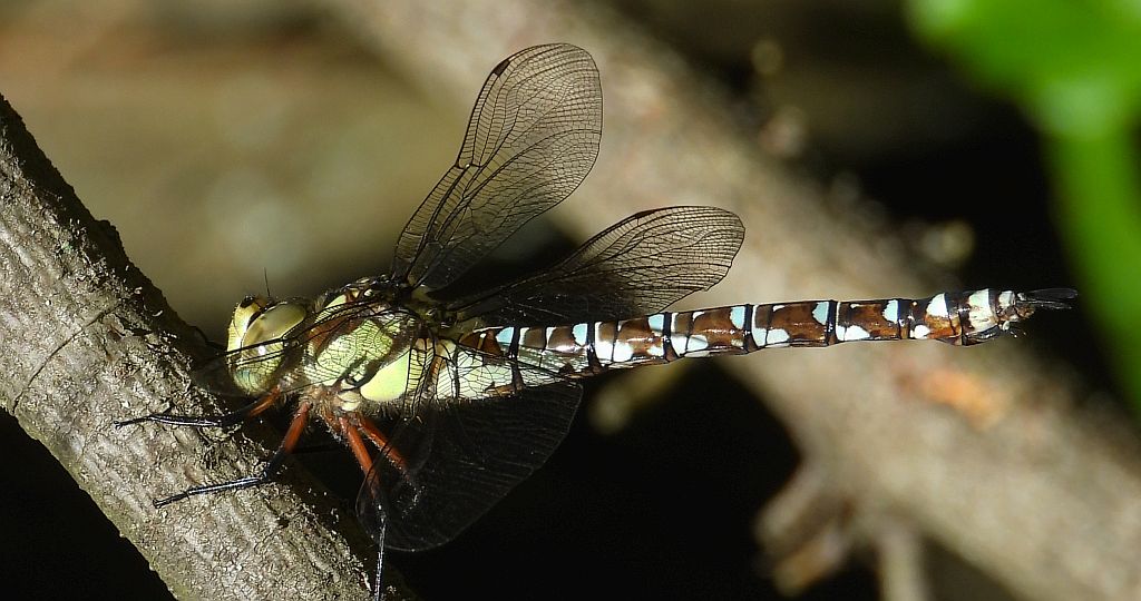 Żagnica jesienna (Aeshna mixta)
