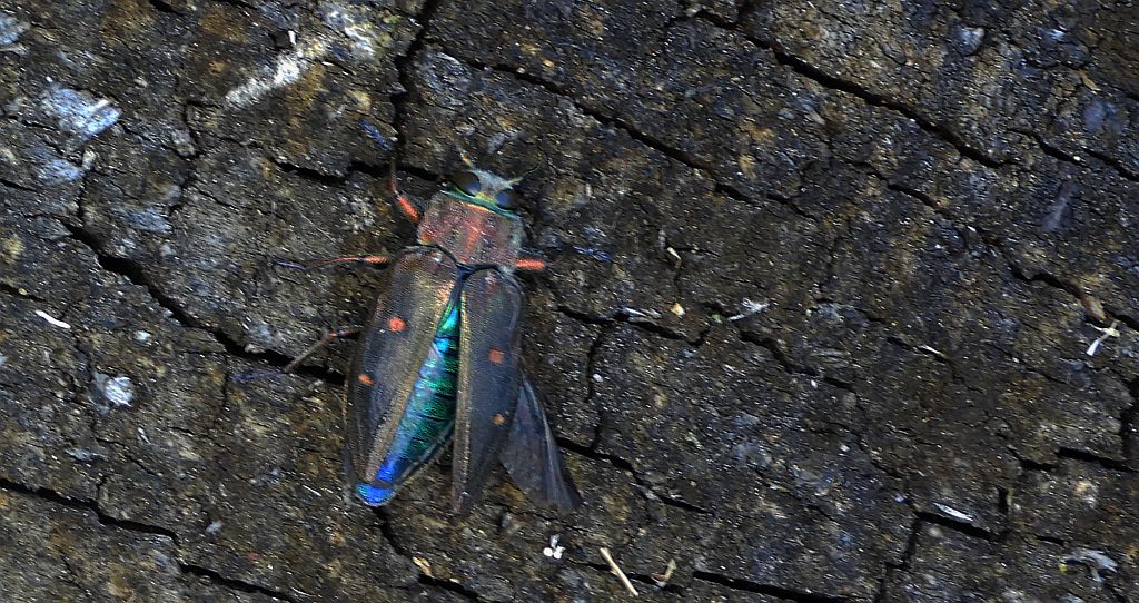 Zrąbień dębowiec (Chrysobothris affinis)