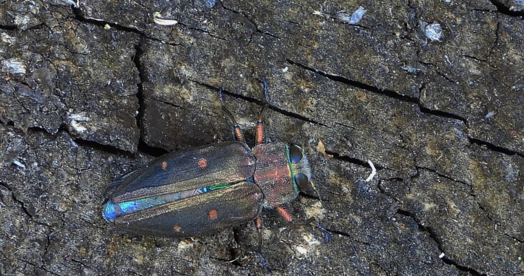 Zrąbień dębowiec (Chrysobothris affinis)