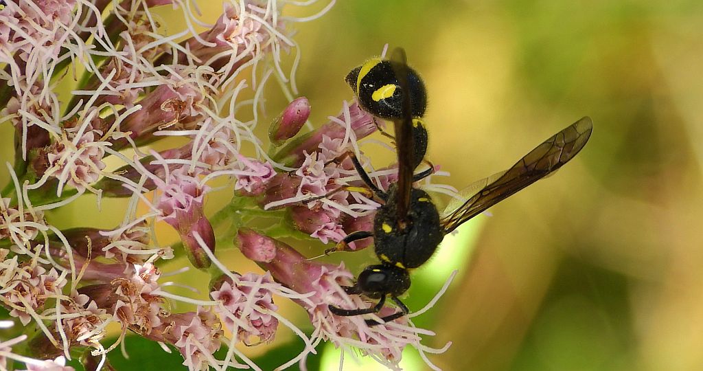 Kopułka garncarka (Eumenes pomiformis)