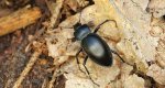 Biegacz gładki (Carabus glabratus)