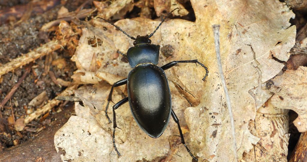 Biegacz gładki (Carabus glabratus)