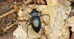 Biegacz gładki (Carabus glabratus)