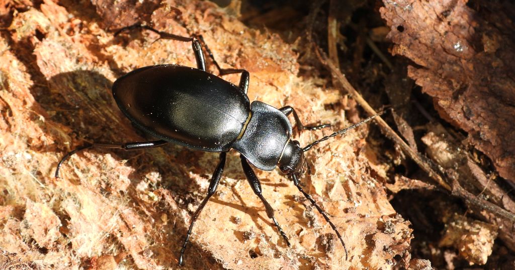 Biegacz gładki (Carabus glabratus)