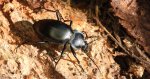 Biegacz gładki (Carabus glabratus)
