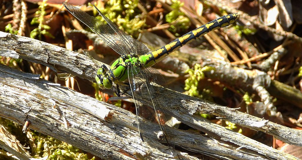 Trzepla zielona (Ophiogomphus cecilia)