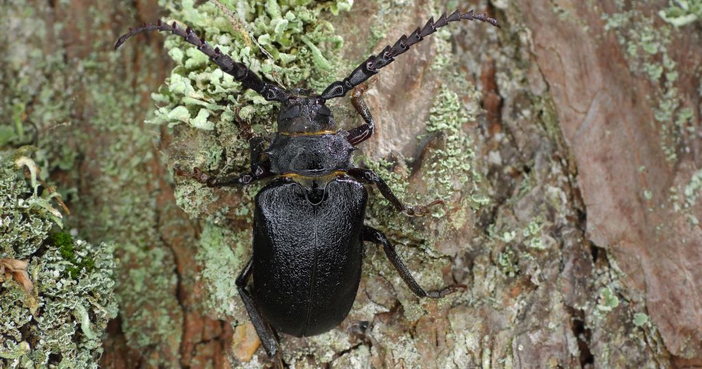 Dyląż garbarz (Prionus coriarius)