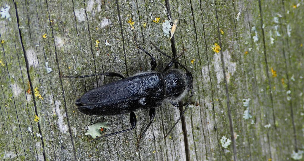 Spuszczel pospolity, spuszczel domowy (Hylotrupes bajulus)