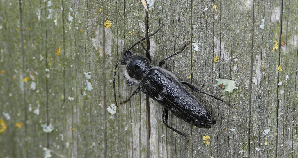 Spuszczel pospolity, spuszczel domowy (Hylotrupes bajulus)