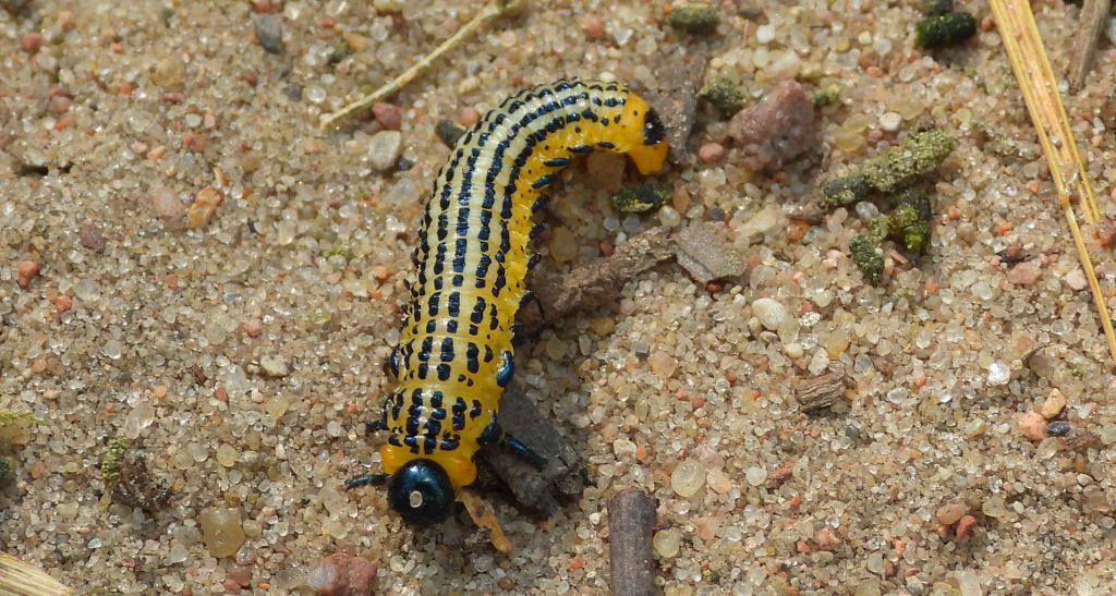 Płast brzozowiec (Craesus septentrionalis)