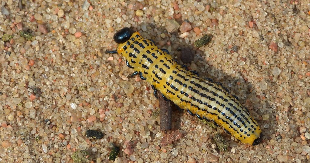 Płast brzozowiec (Craesus septentrionalis)
