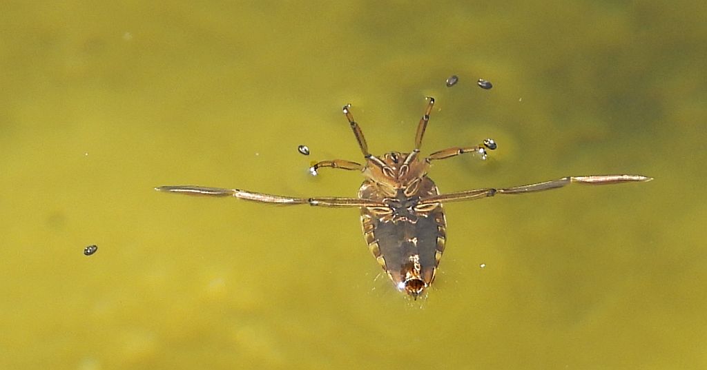 Pluskolec pospolity (Notonecta glauca)